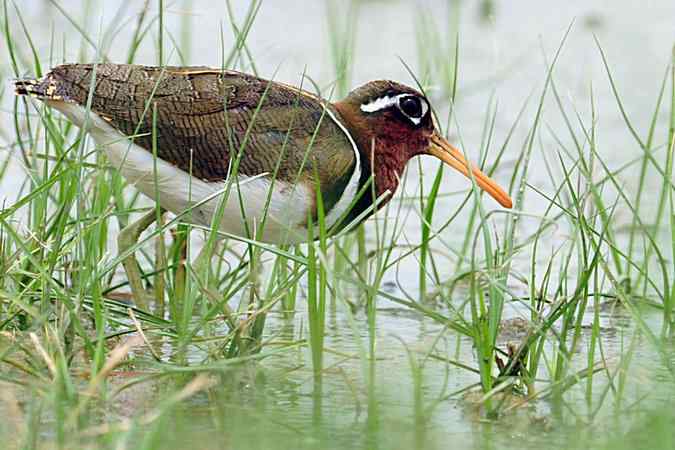 再上衡水湖 wbr续拍明星鸟