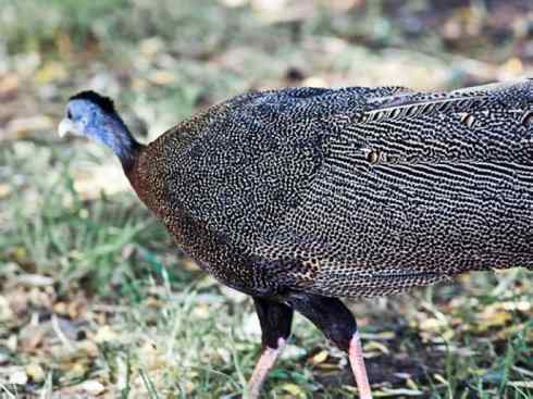 凤凰:传说中的鸟原型探秘(大眼斑雉) 凤凰:传说中的鸟原型探秘(大眼斑雉)