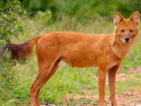 犬科：薮犬亚科豺属之豺