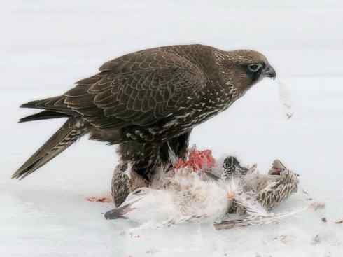 天生猎手：非猛禽类猎手之四（荒漠猎手走鹃）