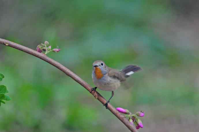 雄性红喉姬鹟(12) 雄性红喉姬鹟(12)