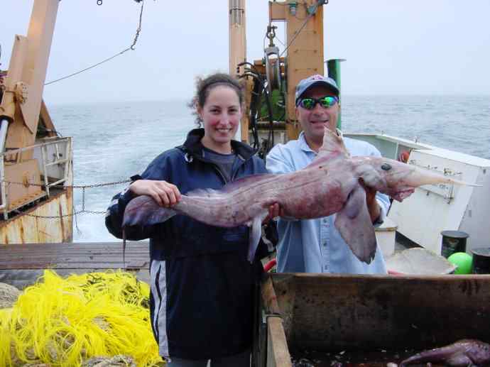 鱼类活化石：长吻银鲛