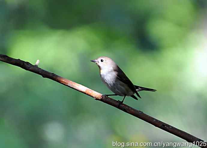 红喉歌鸲 红喉歌鸲