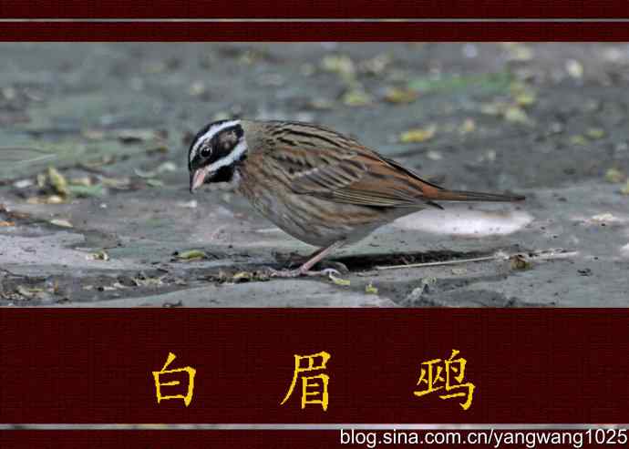 北京天坛公园的鸟类——白眉鹀