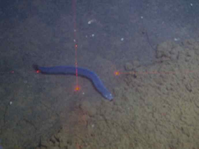 鱼类活化石:盲鳗 鱼类活化石:盲鳗