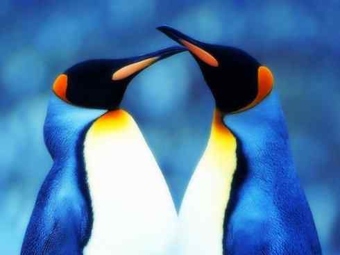 自然奇观：动物大迁徙(燕鸥类)