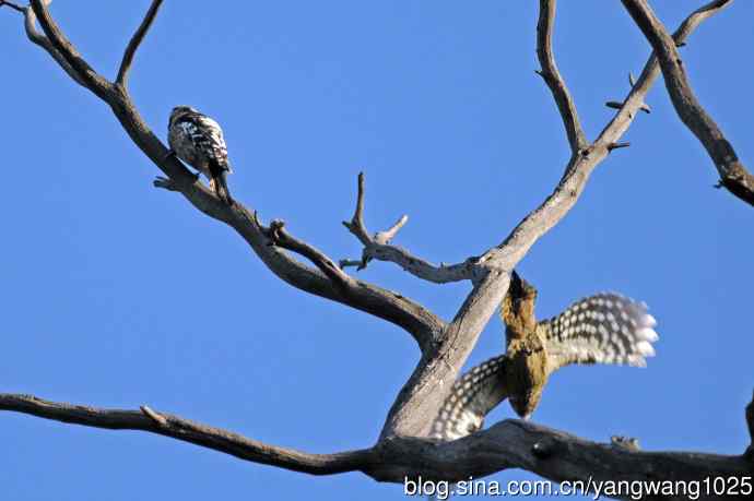 星头啄木鸟(亚种) 星头啄木鸟(亚种)