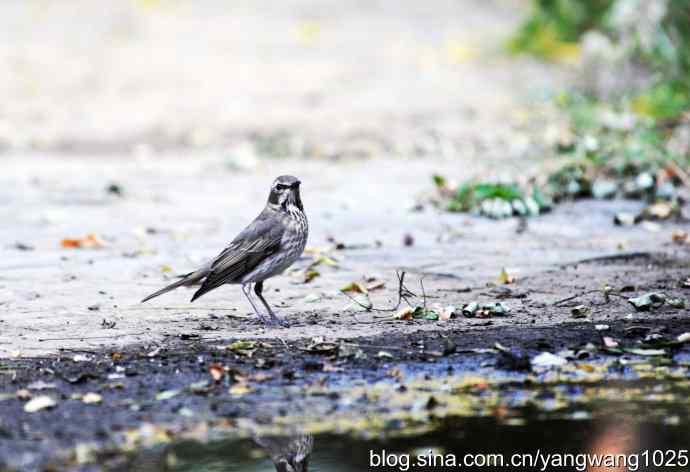 赤颈鸫的一个亚种（记录版）