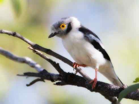 白头鸟系列:另类的美丽6 白头鸟系列:另类的美丽6