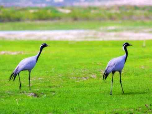 自然奇观：动物大迁徙(鹤类)