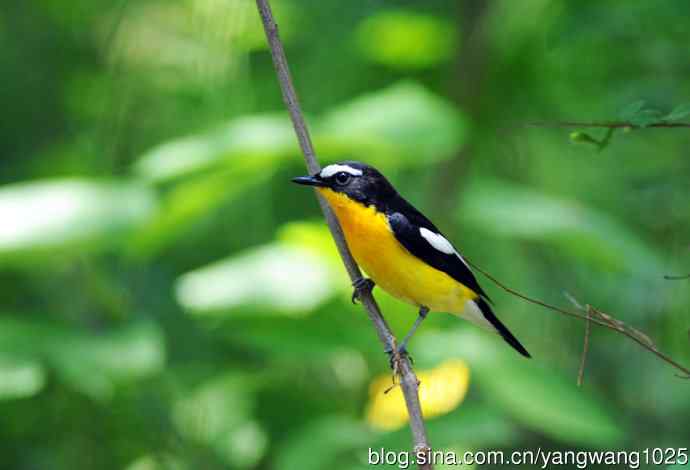 雄性白眉姬鹟（3）