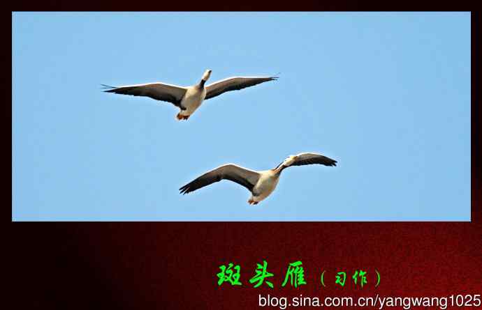 斑头雁（习作）