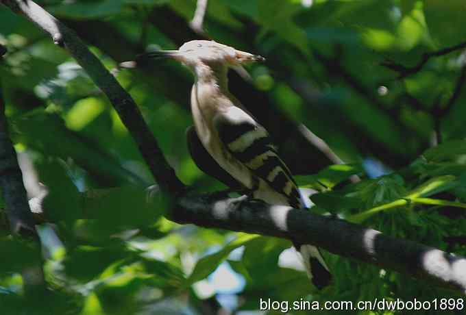 天坛公园里的鹊少和戴格格