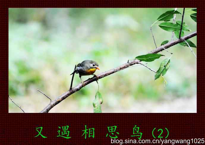 又遇相思鸟（2）