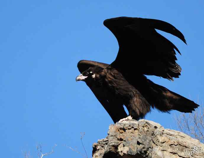 大鹏展翅（两组一气呵成连续拍摄的秃鹫起飞版）