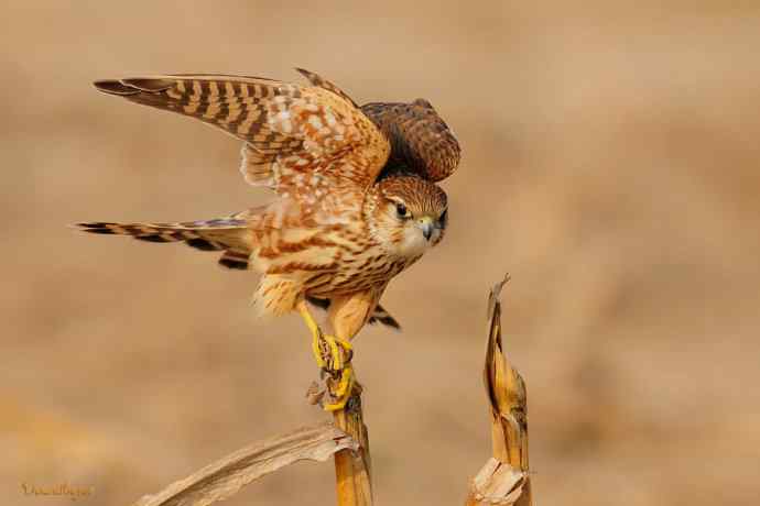 灰背隼（雌）.今日野鸭湖收获