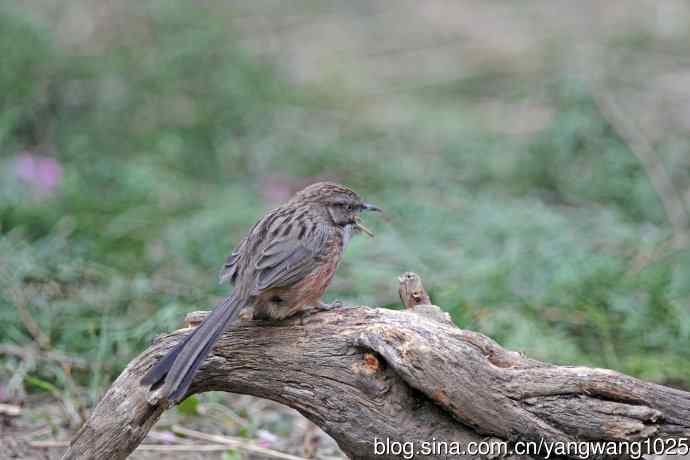 北京天坛公园的鸟类——山鹛（1）