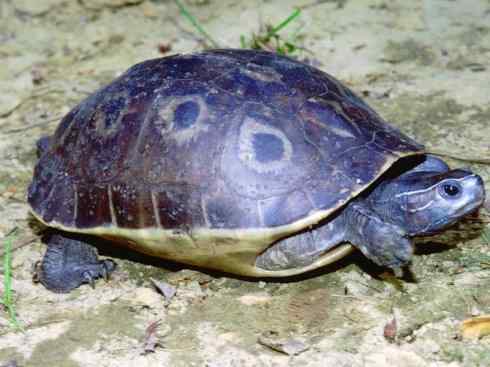 玄武：传说的兽原型探秘（潮龟）