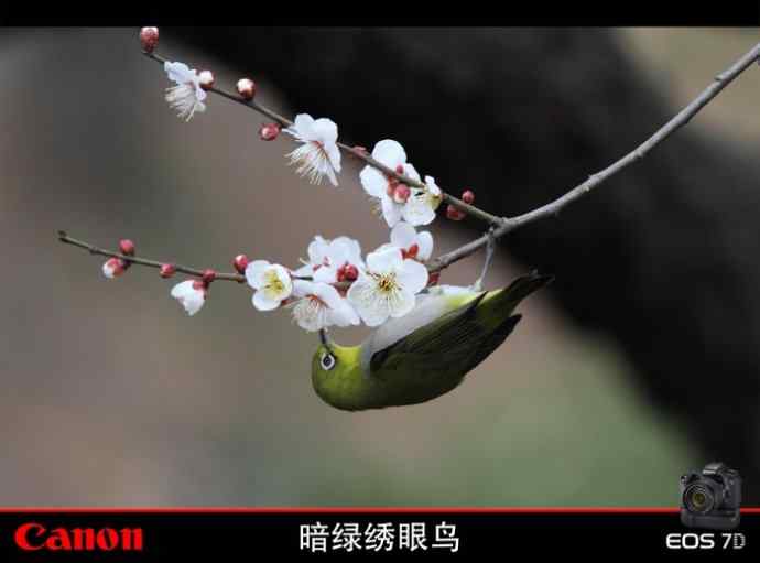 暗绿赏梅 暗绿赏梅