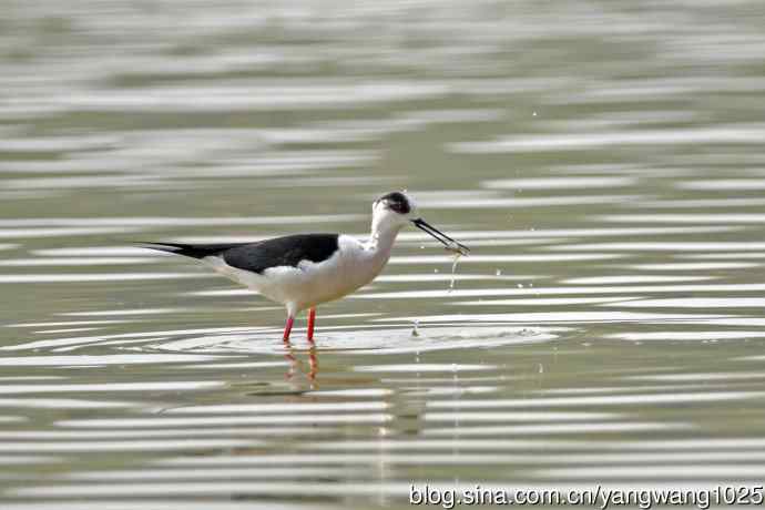 黑翅长脚鹬（6）