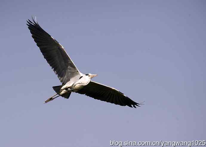 苍鹭 wbr3 苍鹭 wbr3