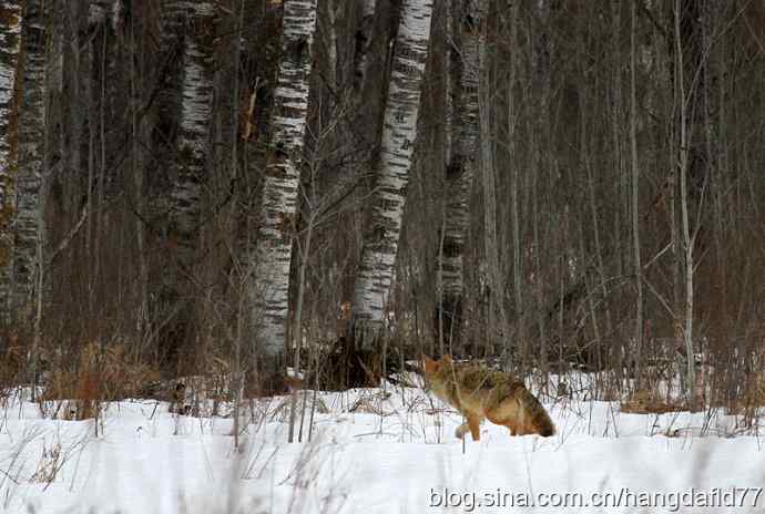 狐狸乎？郊狼乎？