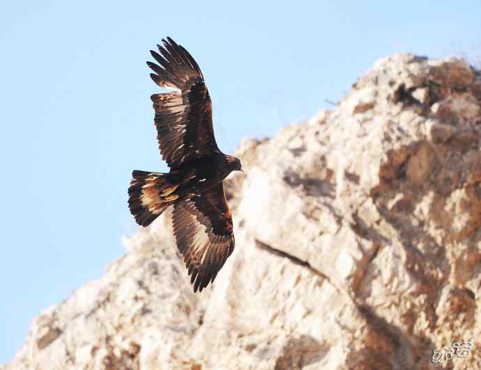 永定河峡谷拍鸟——逆光金雕