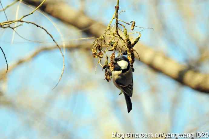 数九寒天的沼泽山雀