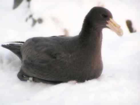 天生猎手：非猛禽类猎手之四（荒漠猎手走鹃）