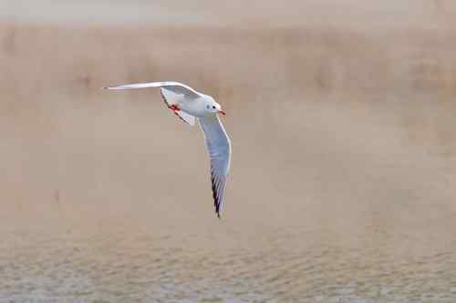 南京七里河 鸟类图片