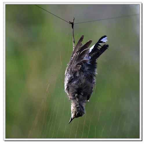 可怜的鸟儿:鸟儿命丧鱼塘 可怜的鸟儿:鸟儿命丧鱼塘