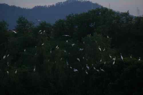 呼吁：珍惜深圳另一个“红树林”