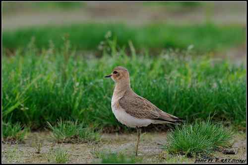 原画幅野生鸟类摄影俱乐部【精美组图】