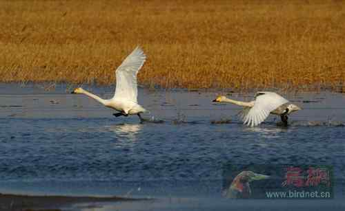盘锦大天鹅 神韵十足