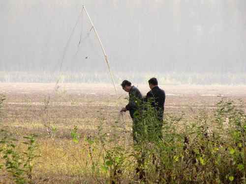 和三千红头潜鸭一起出现在三门峡的，竟是这这些恶心的捕鸟人