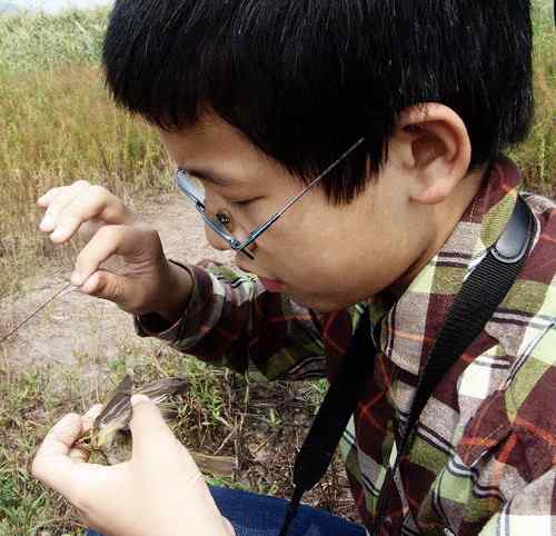 小小鸟人在行动 解救被困小鸟 小小鸟人在行动 解救被困小鸟