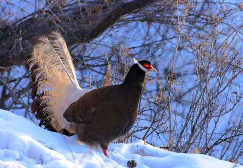 再上张山西的省鸟：褐马鸡