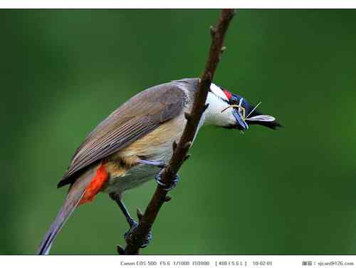 广东人观鸟散记