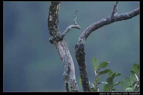 婺源之行 天望打鸟