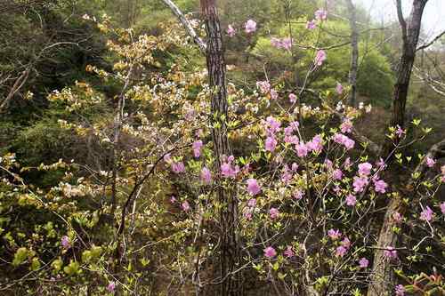 看看我长白山里的“宝贝” 看看我长白山里的“宝贝”