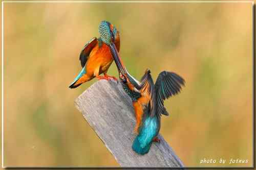 上天掉下來的禮物