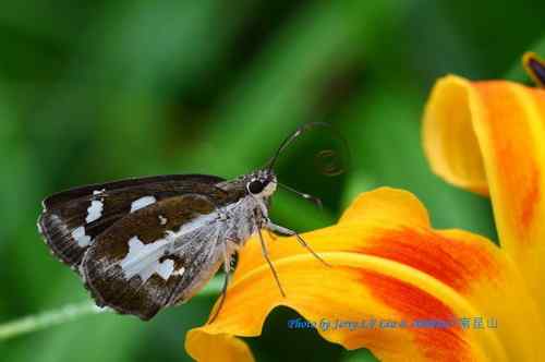 南昆山蝴蝶蜻蜓初探