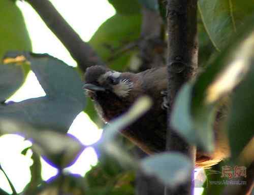 成都锦江河边拍摄的白颊噪鹛