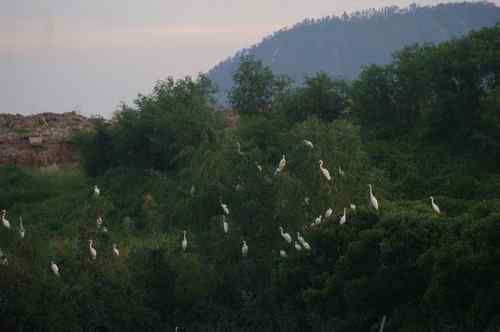 呼吁：珍惜深圳另一个“红树林”