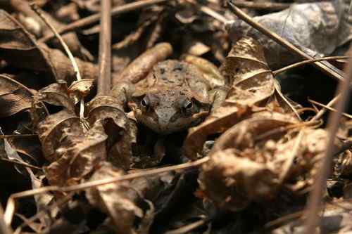 看看我长白山里的“宝贝” 看看我长白山里的“宝贝”