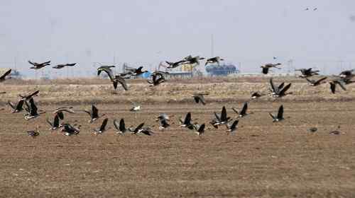 双台子河口保护区人鸟争食严重 双台子河口保护区人鸟争食严重