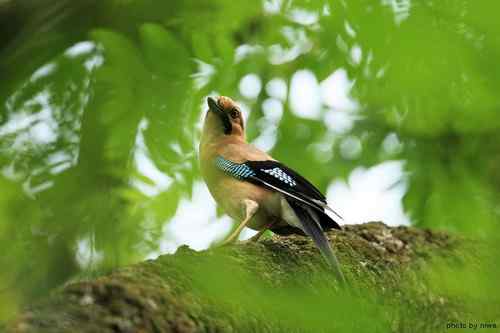 原画幅野生鸟类摄影俱乐部【精美组图】