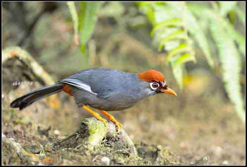 马来西亚 栗头噪鹛