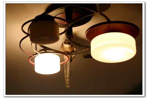 小灰喜鹊（小灰灰）