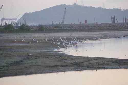 呼吁：珍惜深圳另一个“红树林”